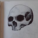 Skull bic drawing. Traditional illustration project by Edoardo Vicari - 07.08.2023