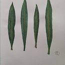 Il mio progetto del corso: Disegno botanico realistico ad acquerello. Design, Traditional illustration, Fine Arts, Painting, Watercolor Painting, and Botanical Illustration project by Martina D. Moriscoová - 07.09.2023