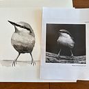 My project for course: Artistic Watercolor Techniques for Illustrating Birds. Un progetto di Illustrazione tradizionale, Pittura ad acquerello, Disegno realistico e Illustrazione naturalistica di shannonclark2023 - 10.07.2023