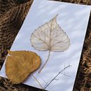 My project for course: Illustrating Nature with Watercolor and Pen. Traditional illustration, Fine Arts, Painting, Drawing, Watercolor Painting, and Botanical Illustration project by Alina Bnst - 07.09.2023