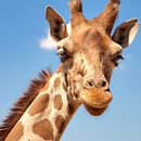 Jirafa . Design grafic de Andrés Cañon - 07.13.2023