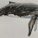 My project for course: Naturalist Illustration Techniques: Whales in Watercolor . % Sarah Cowan tarafından hazırlanan Güzel sanatlar, Tablo, Sulubo, a Resim, Doğalcı İllüstras, Ve on projesi - 07.13.2023