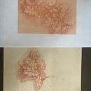 Dessin à la sanguine du cours portrait classique. Un proyecto de Ilustración tradicional de Valérie Graechen - 18.07.2023