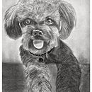 Mi proyecto del curso: Ilustración de animales con carboncillo y tinta. Een project van  Beeldende kunst,  Tekening,  Illustratie met inkt y Naturalistische illustratie van Igor Seva Conde - 18.07.2023
