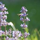 Flowers&Bees . % Alex tarafından hazırlanan Fotoğrafçılık projesi - 07.22.2023