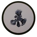 Chichiflores. Een project van Traditionele illustratie,  Beeldende kunst, Schilderij, Tekening met potlood,  Tekening, Realistische tekening y  Artistieke tekening van Montse Iniesta - 22.07.2023