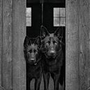 Dog Photography. Un projet de Photographie, Photographie de portrait, Photographie numérique, Photographie artistique, Photographie documentaire, Photographie lifest , et le de Ani Trone - 24.07.2023