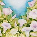 Bindweed. Un progetto di Illustrazione tradizionale di Kamila Bialokurec - 26.07.2023