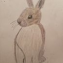 Animales. Un progetto di Illustrazione tradizionale di Irma Reyes - 26.07.2023