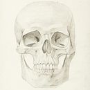 My project for course: Intro to Anatomy Drawing with Graphite Pencil Ein Projekt aus dem Bereich Bildende Künste, Bleistiftzeichnung, Zeichnung, Realistische Zeichnung und Anatomische Zeichnung von zerobyzero - 28.07.2023