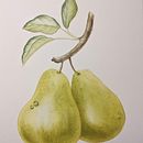 My project for course: Realistic Botanical Illustration: Escape to Nature. Un projet de Peinture, Aquarelle, Illustration botanique et Illustration naturaliste de katciaz - 30.07.2023