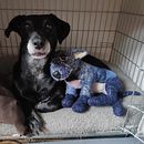 My little blue dog Bluey for course: Knitting Realistic Stuffed Animals: Make a Puppy from Yarn. Un proyecto de Tejido, DIY, Tejido de punto y Diseño textil de Ju Lia - 03.08.2023