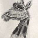 My project for course: Animal Illustration with Charcoal and Ink. Projekt z dziedziny  Sztuki piękne,  R, sunek, Ilustracja naturalist, czna,  R i sunek atramentem użytkownika Natalia Turkiewicz - 08.08.2023