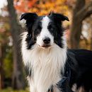 Mi proyecto del curso: Fotografía lifestyle de perros. Un projet de Photographie, Photographie de portrait, Photographie pour Instagram, Photographie documentaire, Photographie lifest , et le de Pablo Emanuel Cabrera - 03.08.2023