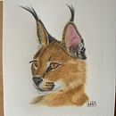 Caracal . Watercolor Painting, and Naturalistic Illustration project by Marcela Pacheco Weber - 07.13.2023