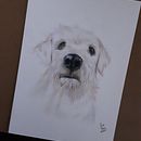 Meu projeto do curso: Retratos de pets a lápis de cor . Ilustrație tradițională & Ilustrație naturalistă de Ana Paula Cianciosa dos Reis - 08.10.2023