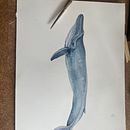My project for course: Naturalist Illustration Techniques: Whales in Watercolor. Un projet de Beaux Arts, Peinture, Aquarelle et Illustration naturaliste de Catherine Philipp - 14.08.2023