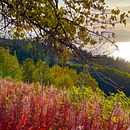 My Landscape & Nature Photography. Un progetto di Fotografia di Stacy - 16.08.2023