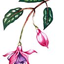 Mi proyecto del curso: Ilustración botánica con acuarela. Un progetto di Illustrazione tradizionale, Belle arti, Pittura, Disegno, Pittura ad acquerello e Illustrazione botanica di Camila Aguilar Perea - 15.08.2023