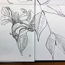 My project for course: Dip Pen and Ink Illustration: Capturing The Natural World. Sketching, Drawing, Artistic Drawing, Sketchbook, Ink Illustration, and Naturalistic Illustration project by ma_licious - 08.20.2023