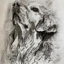 My project for course: Animal Illustration with Charcoal and Ink. Un progetto di Belle arti, Disegno, Illustrazione con inchiostro e Illustrazione naturalistica di Stevie Shoop-Worrall - 21.04.2023