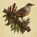 Mi proyecto del curso: Ilustración naturalista con bolígrafo - Sabiá-laranjeira. Un proyecto de Ilustración tradicional, Dibujo, Dibujo realista e Ilustración naturalista				 de Leo SX - 18.08.2023