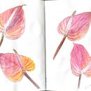 My project for course: Botanical Sketchbooking: A Meditative Approach Ein Projekt aus dem Bereich Traditionelle Illustration, Skizzenentwurf, Zeichnung, Aquarellmalerei, Botanische Illustration und Sketchbook von Amna Albanna - 22.08.2023