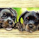 My second attempt for course: Pet Portraits in Coloured Pencils . Ilustrație tradițională, Arte și meșteșuguri, Arte plastice, Desen, Artă conceptuală, Desen de portret și Desen realist de Tanya Vickers - 08.24.2023