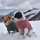 Chalequito para perro Crochet. Un proyecto de Crochet y Tejido de Sofi Bonato - 25.08.2023