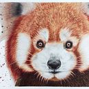 Wild Ein Projekt aus dem Bereich Traditionelle Illustration, Aquarellmalerei, Zeichnung, Porträtzeichnung und Realistische Zeichnung von Mayarí Mazariegos De León - 26.08.2023