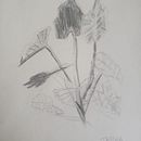 Desenho intuitivo . Ilustrasi tradisional, Dan Gambar Pensil proyek oleh Andrea Scannapieco - 08.28.2023