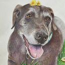 Coco Mi proyecto del curso: Retratos de Mascotas en Lápices de Colores Ein Projekt aus dem Bereich Traditionelle Illustration und Naturalistische Illustration von Veronica M - 29.08.2023