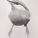 Mi proyecto del curso: Acuarela artística para ilustración de aves. Un projet de Illustration traditionnelle, Aquarelle, Dessin réaliste et Illustration naturaliste de soledad cazorla - 29.08.2023