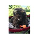 Il mio progetto del corso: Peluche realistici a maglia: crea un cucciolo con filati Ein Projekt aus dem Bereich Weben, DIY, Stricken und Textildesign von faustabennani - 29.08.2023
