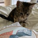 My project for course: Embroidery and Color: Create Textile Landscapes. Un projet de Illustration traditionnelle, Création d'accessoires, Artisanat, Broderie, Couture, Décoration d'intérieur , et Design textile de jo - 30.08.2023