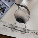 Mi proyecto del curso: Acuarela artística para ilustración de aves . % José Sosa tarafından hazırlanan Geleneksel illüstras, on, Sulubo, a Resim, Gerçekçi Çizim, Doğalcı İllüstras, Ve on projesi - 09.10.2023