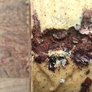 My project for course: Natural Soap Making for Beginners. Artesanato, e DIY projeto de Stefania Vryoni - 01.09.2023