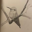 Meu projeto do curso: Técnicas de ilustração artística com grafite. Un projet de Illustration traditionnelle, Beaux Arts, Dessin au cra, on, Dessin, Dessin artistique et Illustration éditoriale de Ana V_ - 01.09.2023