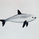 Mi proyecto del curso: Técnicas de ilustración naturalista: ballenas en acuarela. Un progetto di Belle arti, Pittura, Pittura ad acquerello e Illustrazione naturalistica di Carlo Sebastián - 02.09.2023
