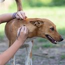 From Gray Muzzles to Golden Years: Compassionate Care for Your Aging Dog. Escrita, e Redação de conteúdo projeto de animalcare_seoexpert - 01.09.2023