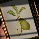 Meu projeto do curso: Ilustração botânica realista: entre em contato com a natureza. Un projet de Peinture, Aquarelle, Illustration botanique, Illustration naturaliste , et Créativité de Isabelle Santos - 03.09.2023