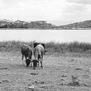 INKA. Un projet de Photographie , et Photographie documentaire de Remy Ryumugabe - 06.09.2023