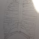 Figure Drawing For Beginners by Cliona Ryan. Traditional illustration project by Cliona Ryan - 09.08.2023