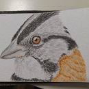 Mi proyecto del curso: Técnicas experimentales de acuarela para principiantes. Un progetto di Illustrazione tradizionale, Belle arti, Pittura ad acquerello e Illustrazione naturalistica di danielazambranoalvarez - 05.01.2023