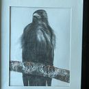 My project for course: Animal Illustration with Charcoal and Ink. Un proyecto de Bellas Artes, Dibujo, Ilustración con tinta e Ilustración naturalista				 de corinawaage - 10.09.2023