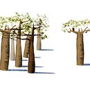 Baobabs. Design gráfico projeto de Janne Van Camp - 13.09.2023