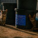 Mi proyecto del curso: Introducción a la fotografía callejera. Un projet de Photographie, Photographie extérieure, Photographie documentaire, Photographie lifest , et le de goldmufasa - 15.09.2023