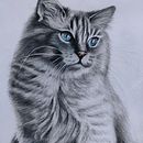 Il mio progetto del corso: Ritratto di animali da compagnia con matite colorate Ein Projekt aus dem Bereich Traditionelle Illustration und Naturalistische Illustration von Serena Maggi - 16.09.2023