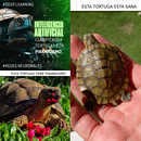 Clasificador de Tortugas con Piramidismo #Python #DeepLearning #InteligenciaArtificial. Un progetto di Programmazione, Web development e Intelligenza Artificiale di elcistdivino - 16.09.2023