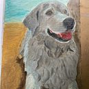 My dog. Traditional illustration, Realistic Drawing, Painting, Artistic Drawing, Oil Painting, and Fine Arts project by Susan - 09.17.2023